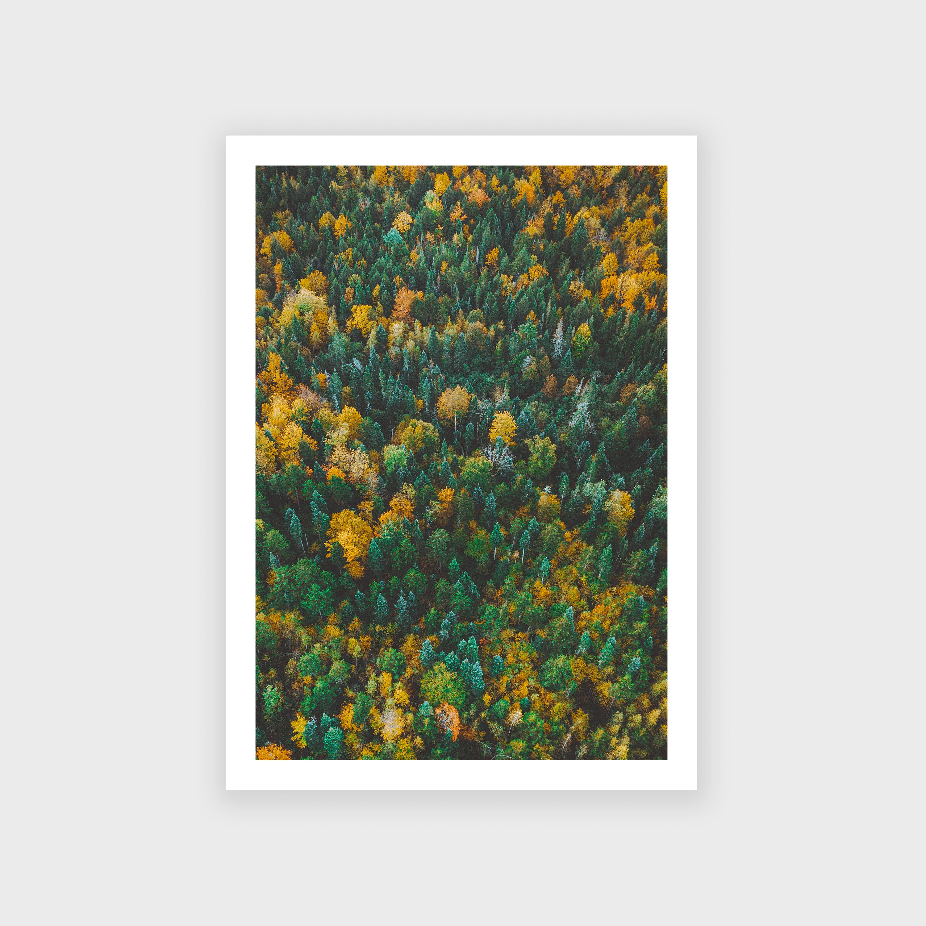 Affiche - Forêt d'automne
